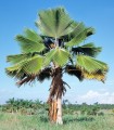 PritchardiaPacifica06.jpg