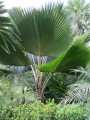 PritchardiaPacifica07.jpg