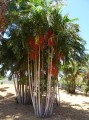 PtychospermaElegans06.jpg