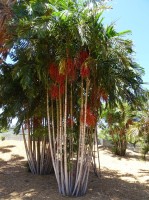 Ptychosperma Elegans