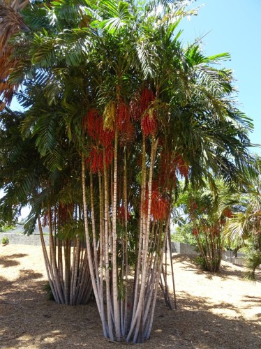 PtychospermaElegans06.jpg