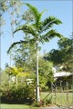 PtychospermaElegans02.jpg
