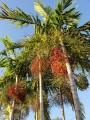 PtychospermaElegans03.jpg