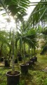 PtychospermaElegans04.jpg