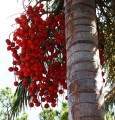 PtychospermaElegans05.jpg
