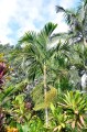 PtychospermaElegans07.jpg