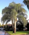 SyagrusRomanzoffiana02.jpg