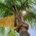 SyagrusRomanzoffiana03.jpg