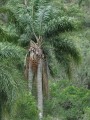 SyagrusRomanzoffiana04.jpg
