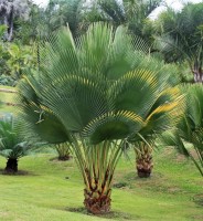 Copernicia Gigas 