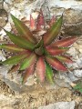 agaveconvallis01.jpg