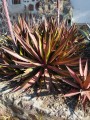 agaveconvallis06.jpg