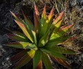 agaveconvallis07.jpg