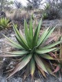 agaveconvallis04.jpg
