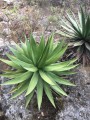 agaveconvallis03.jpg