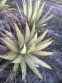 agaveconvallis02.jpg