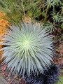 EchiumWildpretii06.jpg