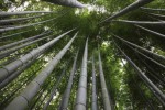 Phyllostachys Pubescens 
