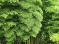 PchylostachysPubescens02.jpg