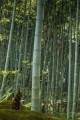 PchylostachysPubescens03.jpg