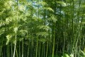 PchylostachysPubescens04.jpg