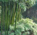 PchylostachysPubescens05.jpg