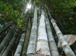 Dendrocalamus Giganteus 