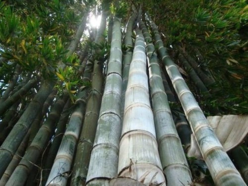 DendrocalamusGiganteus03.jpg