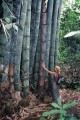 DendrocalamusGiganteus01.jpg