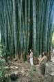 DendrocalamusGiganteus02.jpg