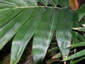 DendrocalamusGiganteus04.jpg