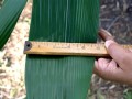 DendrocalamusGiganteus05.jpg