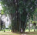 DendrocalamusGiganteus06.jpeg