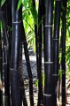 PhyllostachysNigra02.jpg
