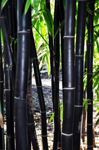 PhyllostachysNigra02.jpg
