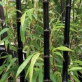 PhyllostachysNigra01.jpg