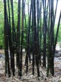 PhyllostachysNigra03.jpg