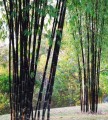 PhyllostachysNigra04.jpg