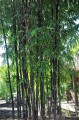 PhyllostachysNigra05.jpg