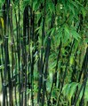 PhyllostachysNigra06.jpg