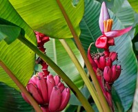 Musa Velutina