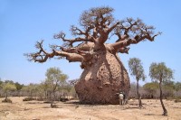 Adansonia Gregorii