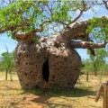 AdansoniaGregorii03.jpg