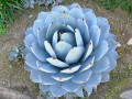 AgaveParryiTruncata02.jpg