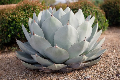AgaveParryiTruncata04.jpg