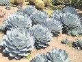 AgaveParryiTruncata03.jpg
