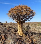 Aloe Dichotoma
