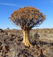 Aloe Dichotoma