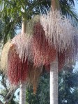 Archontophoenix Cunninghamiana