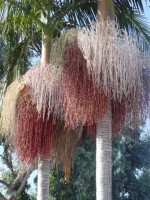 Archontophoenix Cunninghamiana